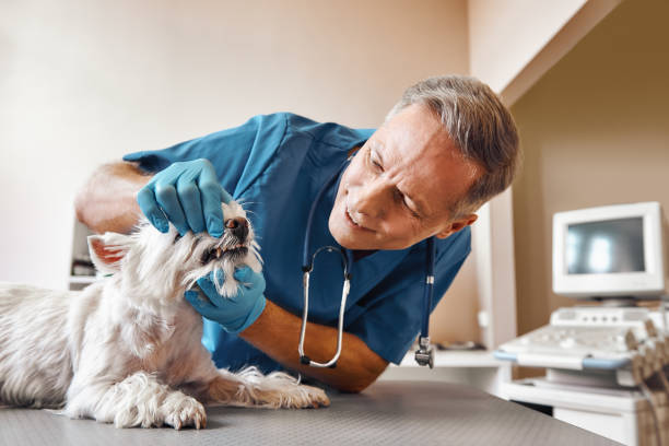 Best Emergency Dentist for Knocked-Out Tooth in Mirrormont, WA